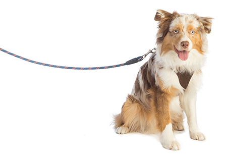 veterinary-dog-shepherd-harness-leash-203082139-450.gif