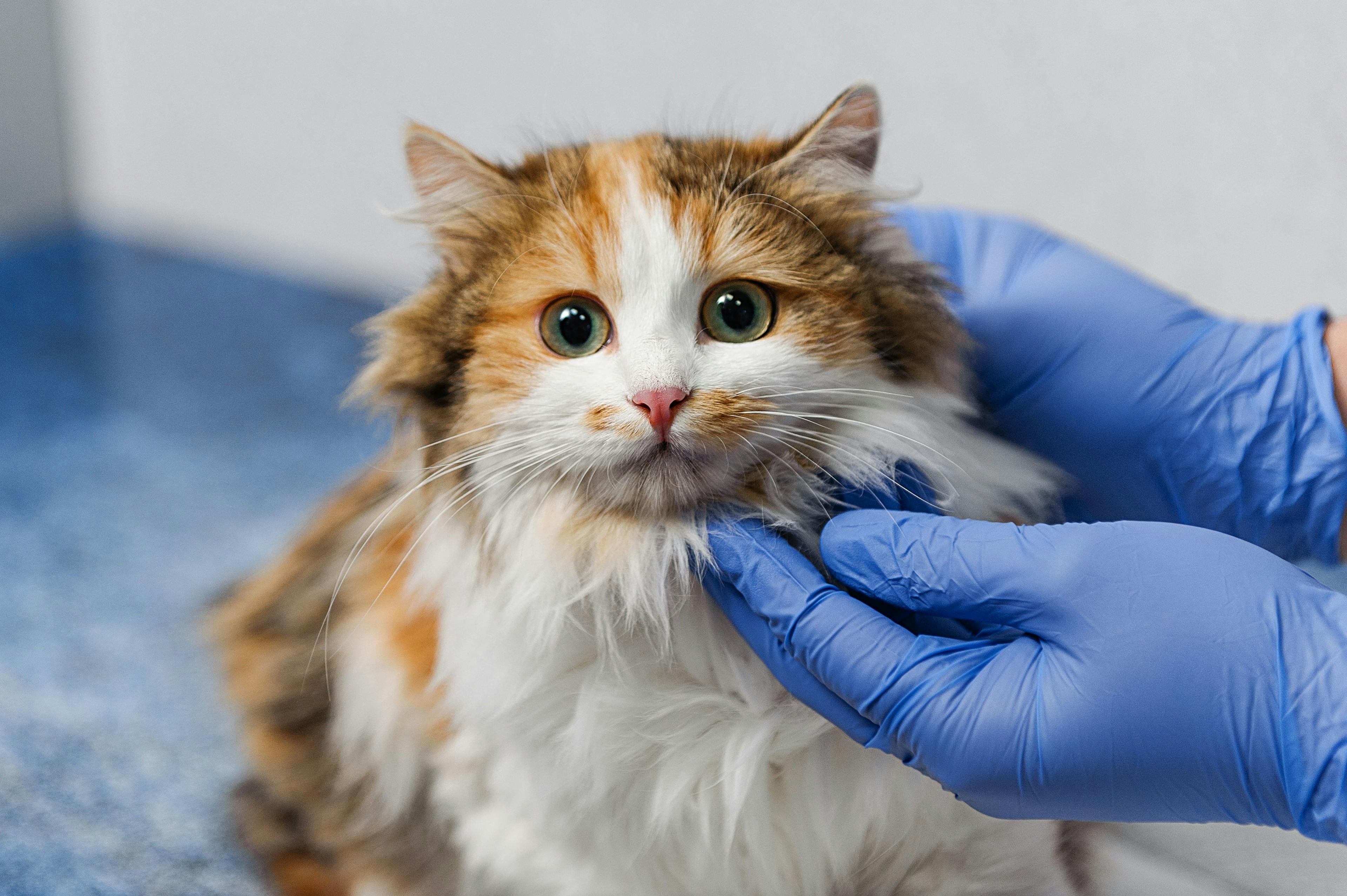 Feline Sterilization at 5 months accepted as new normal 