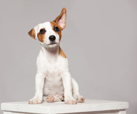 veterinary-dog-listening-with-raised-ear-450px-shutterstock-318952259.jpg