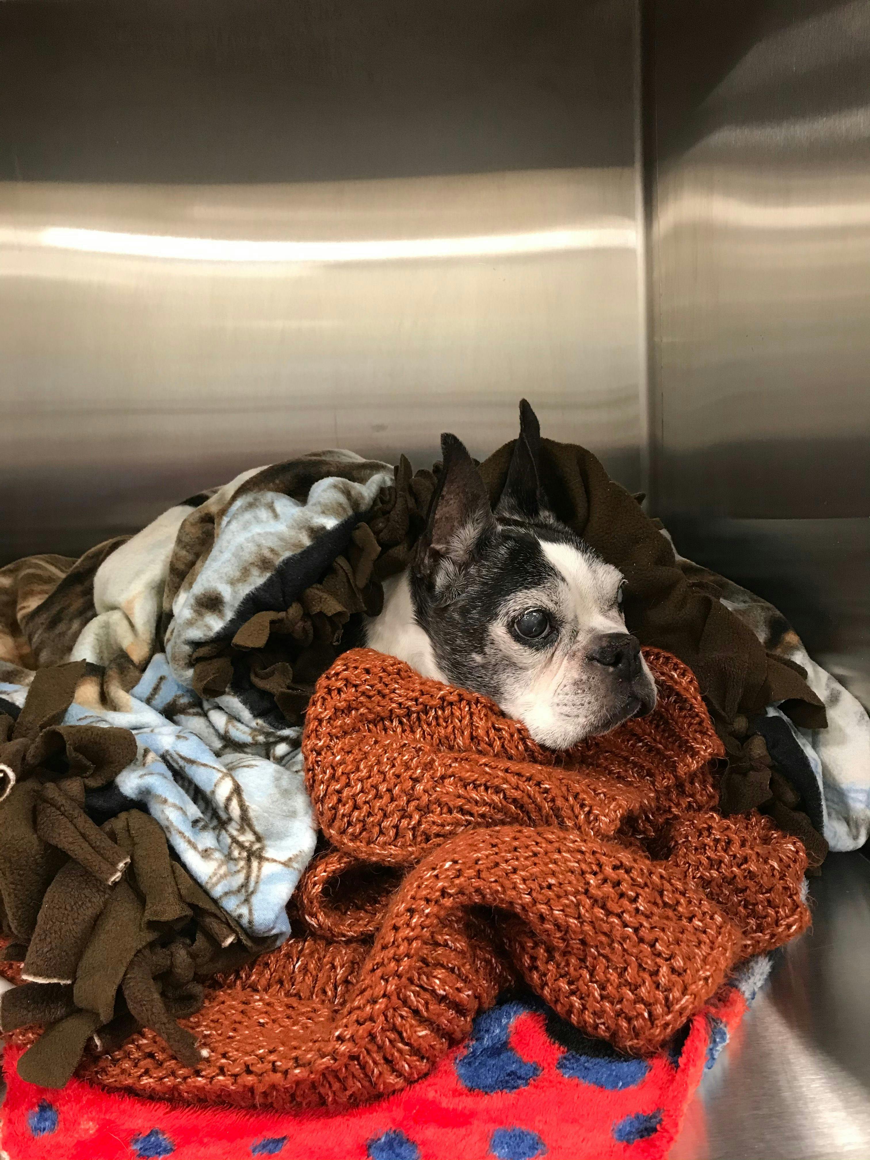 Figure 1. A 14-year-old dog with cataracts and hearing impairment staying warm after recovery from anesthesia for CT and rhinoscopy.