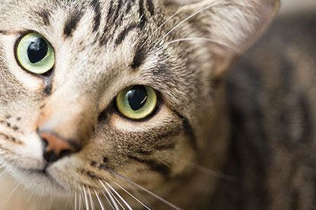 veterinary-cat-staring-at-camera-green-eyes-shutterstock-565803811_450.jpg