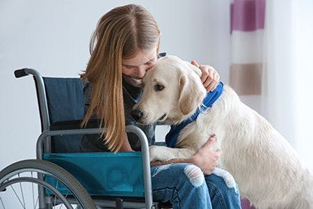 veterinary-girl-in-wheelchair-with-service-dog-indoors-AdobeStock