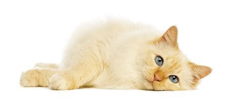 veterinary_cat-kitten-lay_450px_163590184.jpg