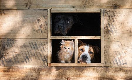 Veterinary-dogs-kitten-window-AdobeStock_102193450-450.jpg