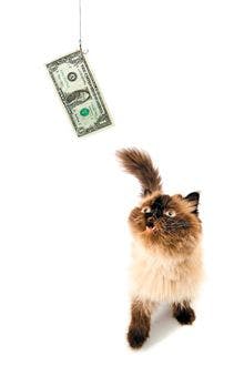 veterinary-cat-kitten-money-chase_220px_172298369.jpg