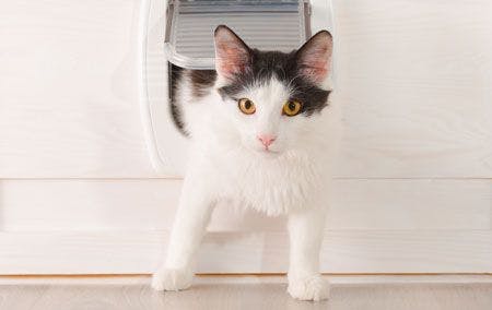 veterinary_cat_walking_through_cat_door_AdobeStock_77946353_450.jpg
