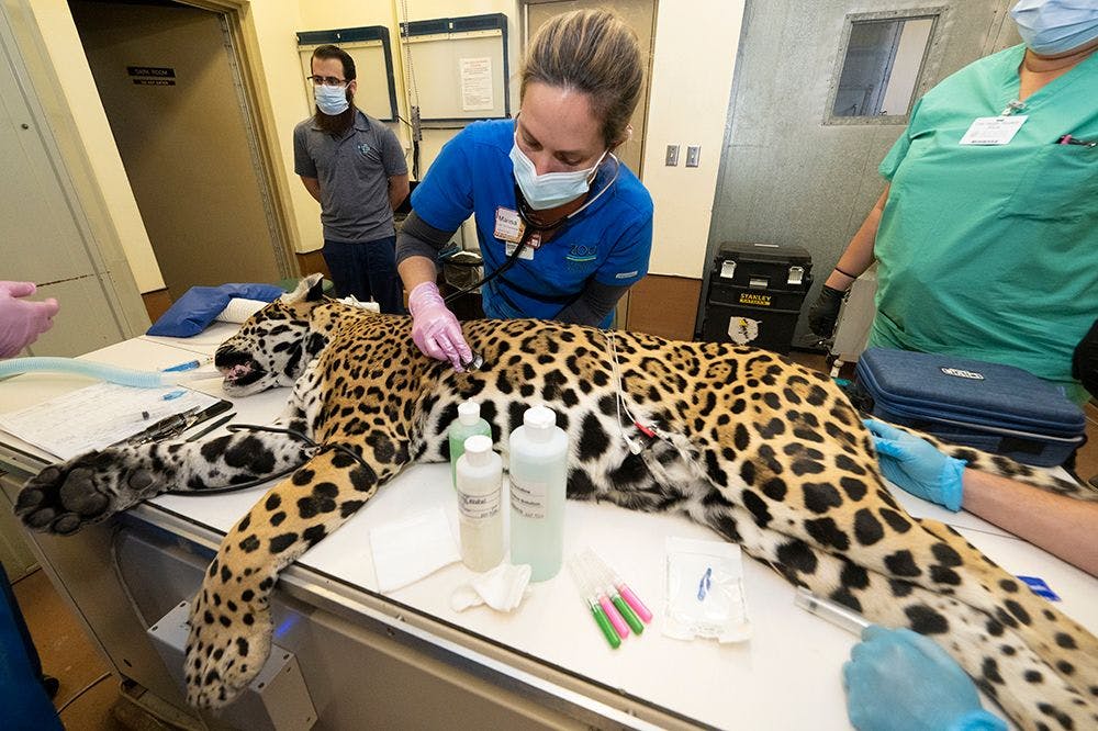 Reina undergoing examinations (Photo courtesy of Zoo Miami).