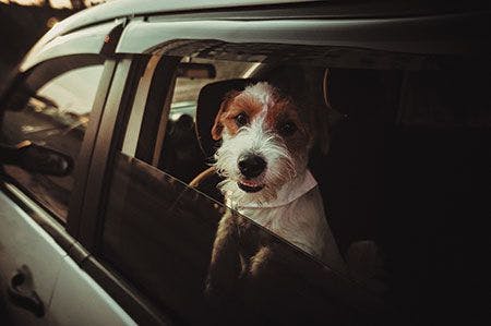 veterinary-dog-in-the-car-looking-at-camera-450px-shutterstock-723681898.jpg