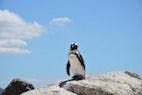 Researchers Identify Novel Avulaviruses in Antarctic Penguins