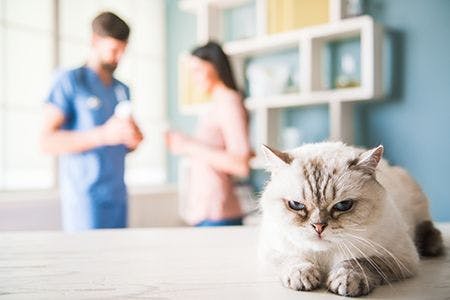 veterinary_cat_vet_client_discussion_AdobeStock
