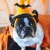 6 Tips for Keeping Your Pet Safe this Halloween