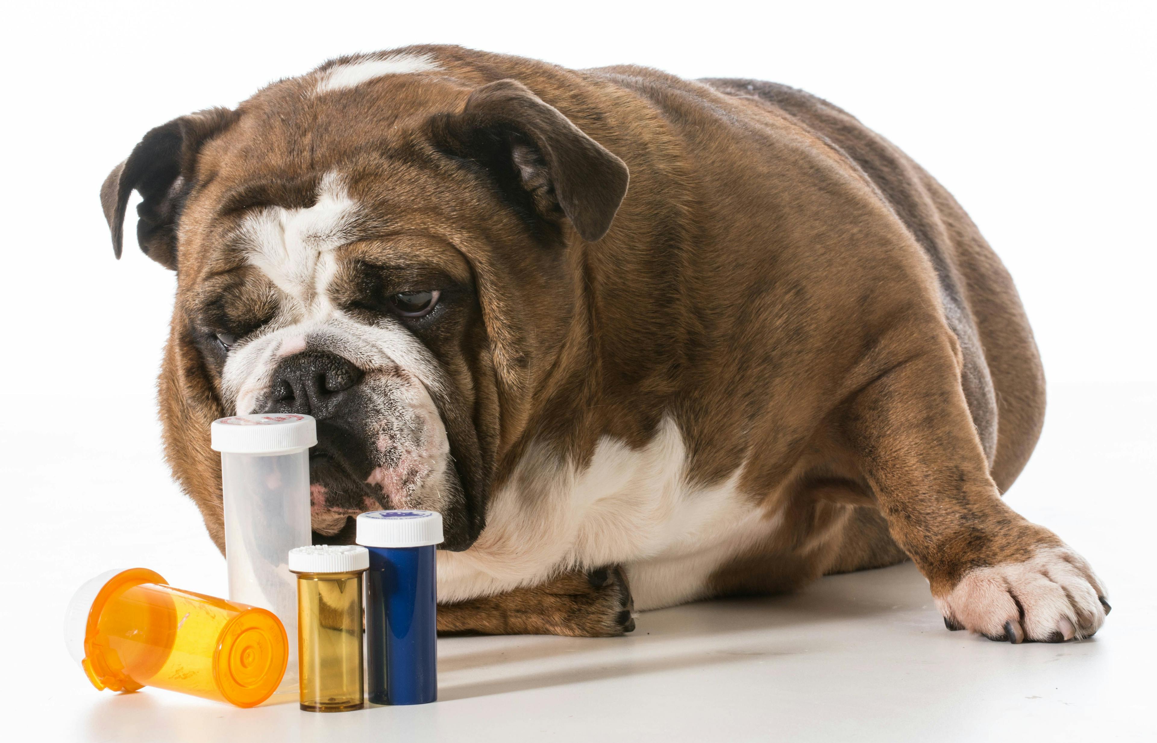 dog near hazardous drugs