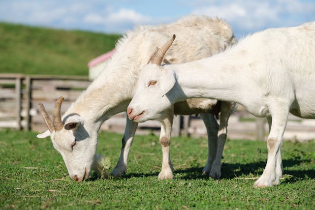 When obstructive urolithiasis occurs in goats, surgical intervention may be needed