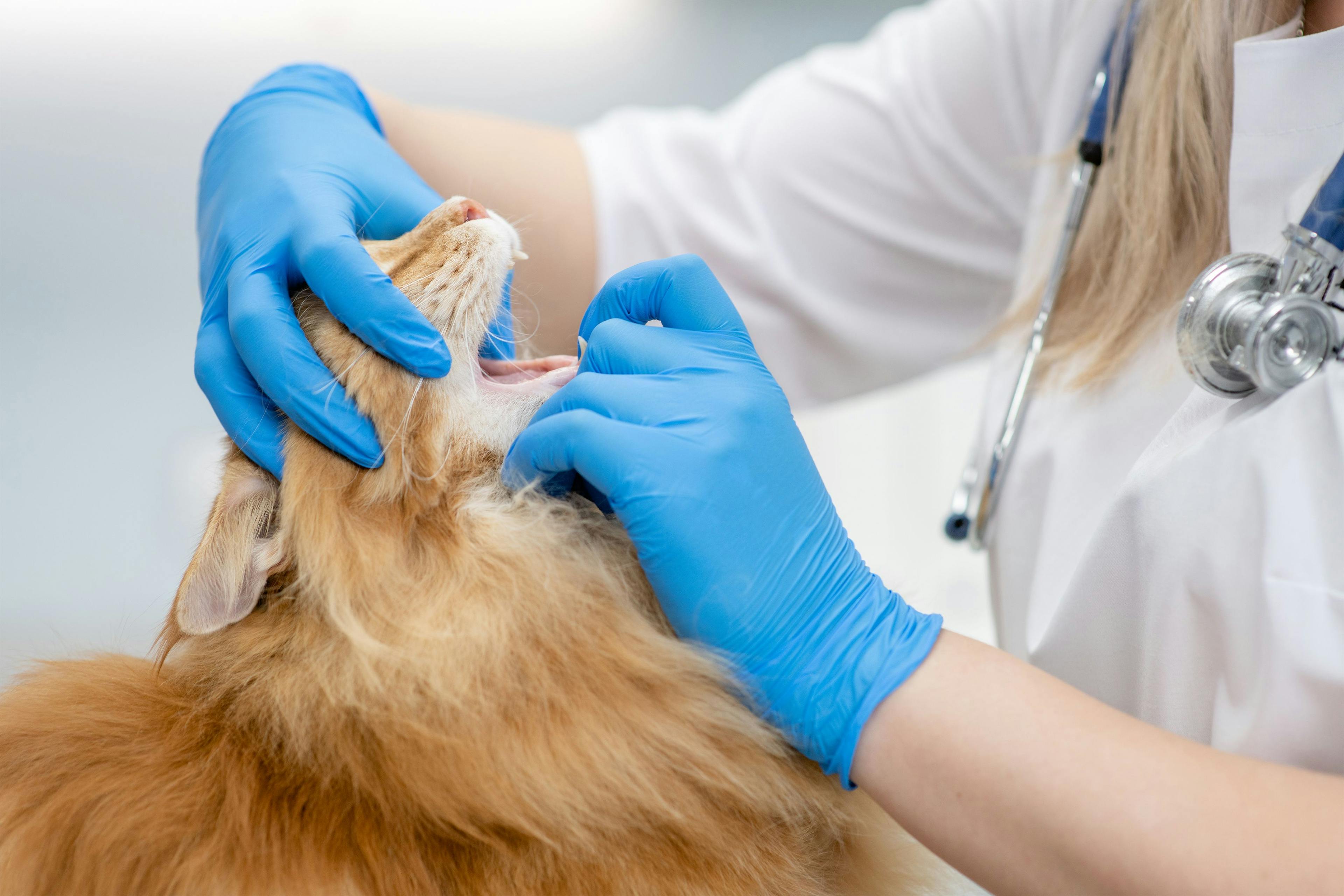 Understanding tooth fractures in pets 101