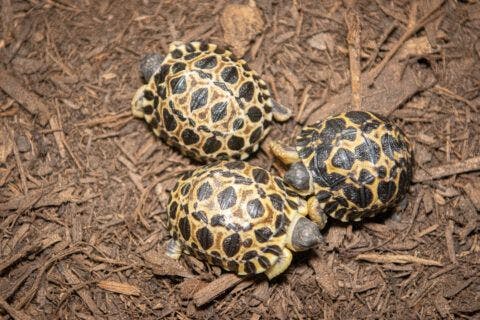 The 3 little "pickles" (All images courtesy of Houston Zoo). 