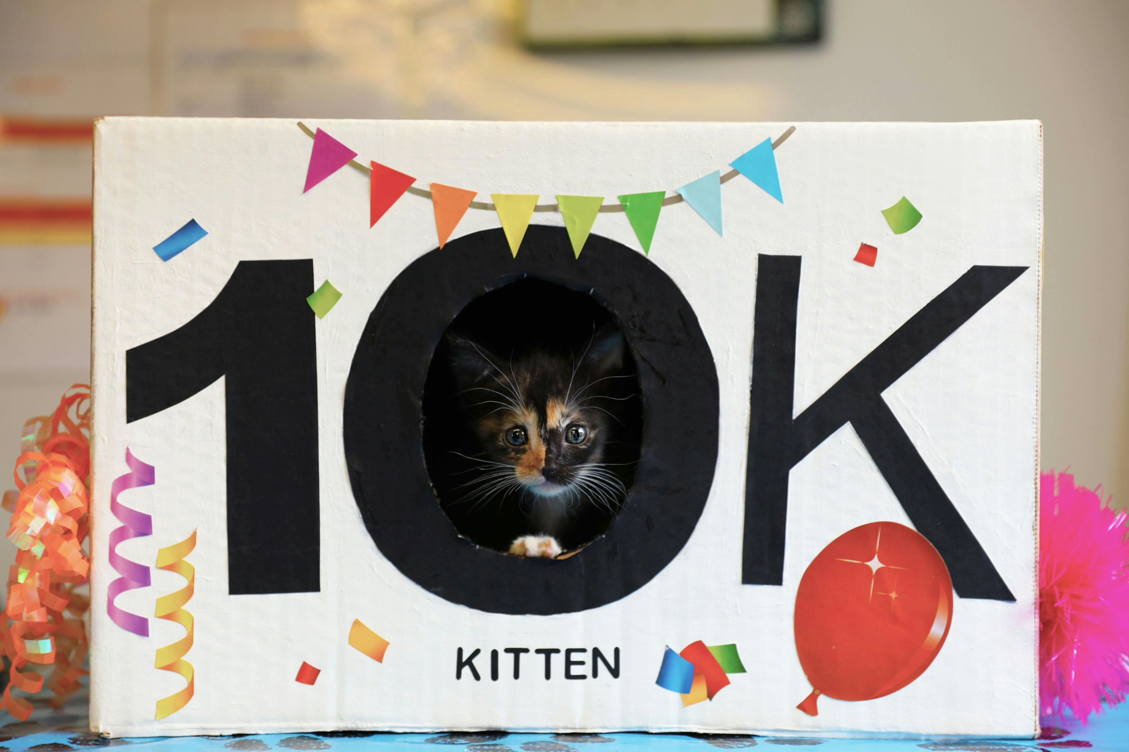 ASPCA celebrates caring for 10,000th foster kitten in Los Angeles County