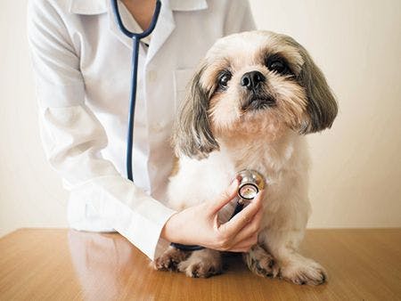 veterinary-exam-dog-stethoscope-shih-tzu-450px-193417144.jpg