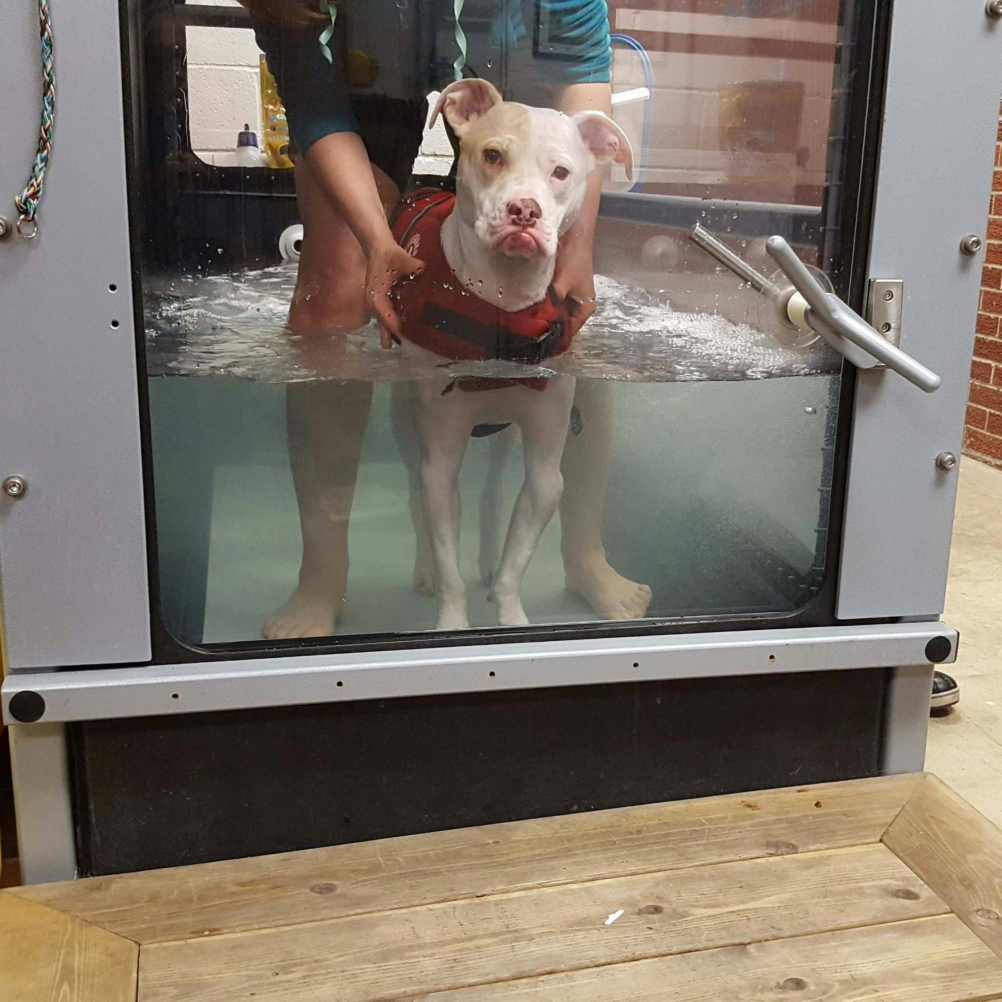 Hydrotherapy for dog