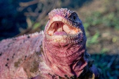 The one-of-a-kind pink iguana (Photo courtesy of Galápagos Conservancy). 