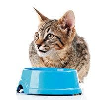 220px_Cat_with_Blue_Bowl.jpg