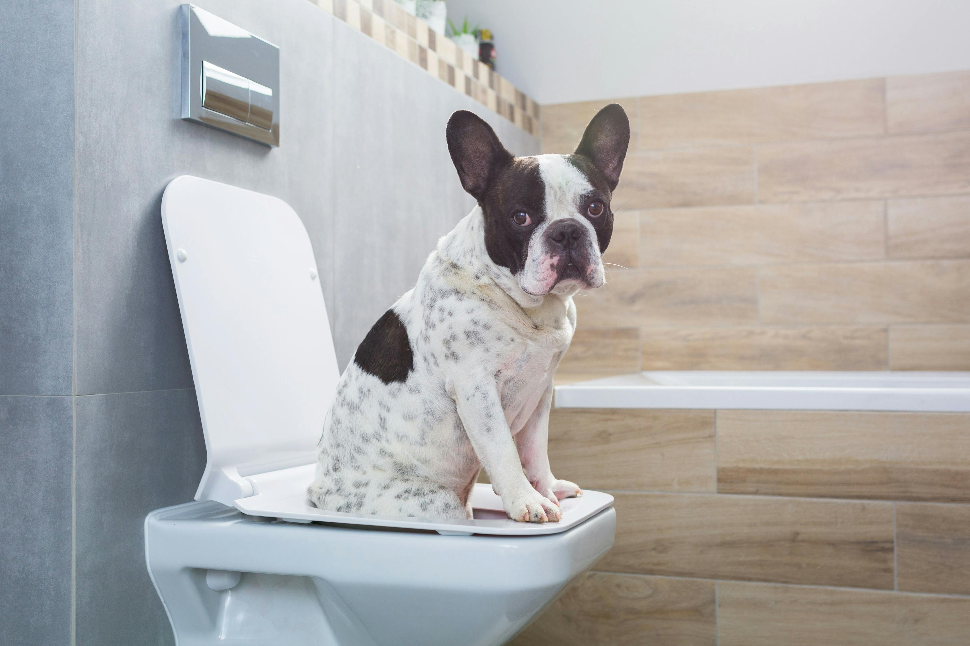 Urinalysis offers a noninasive, rapid screening for canine cancer detection