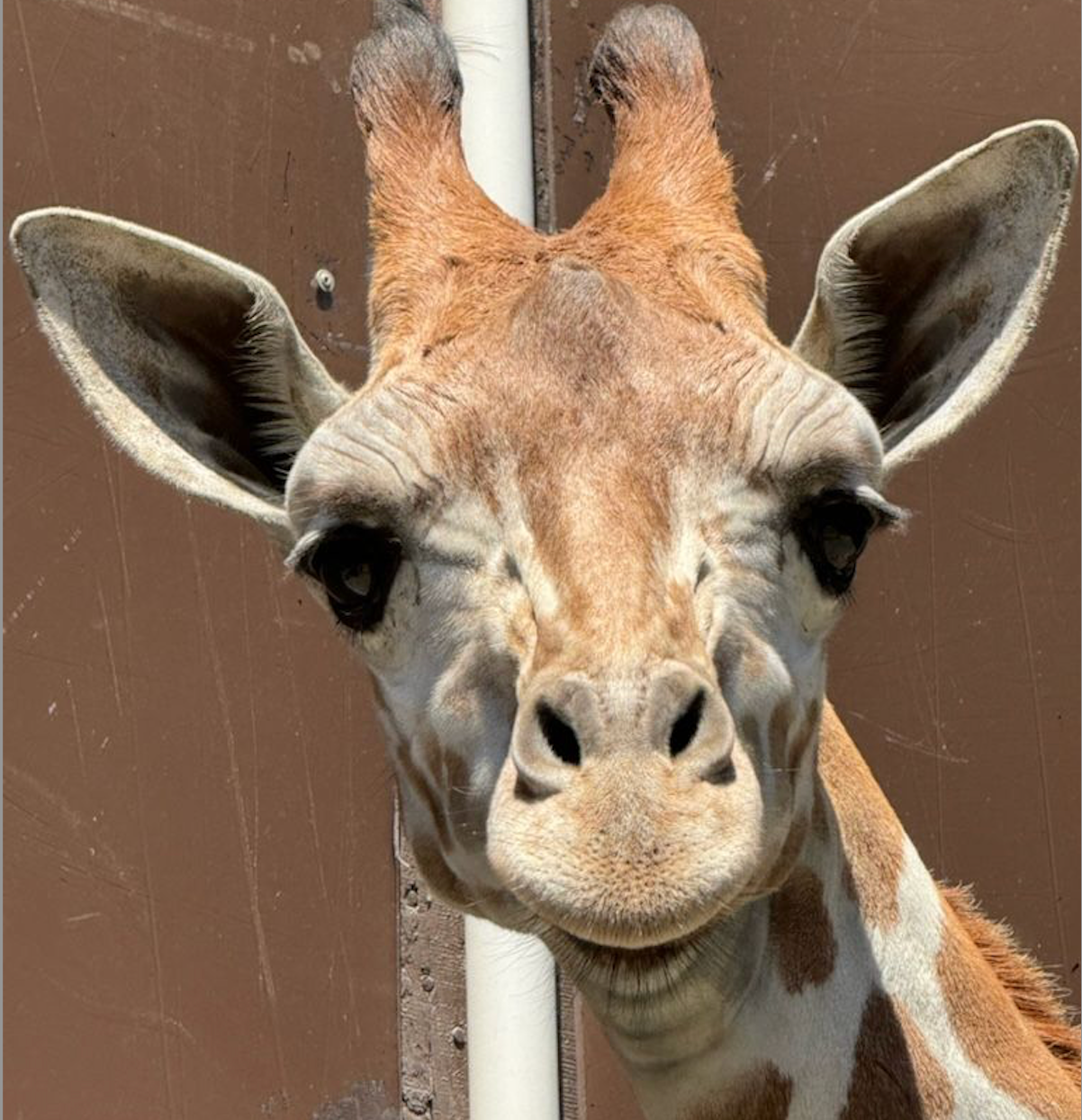 Oakland Zoo welcomes baby male giraffe