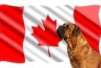 Ahead of Legalization Vote, Canadian CBD Companies Announce Plans for Animal Products