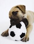 Veterinary-Puppy-Behavior-591377-1384518043699.jpg