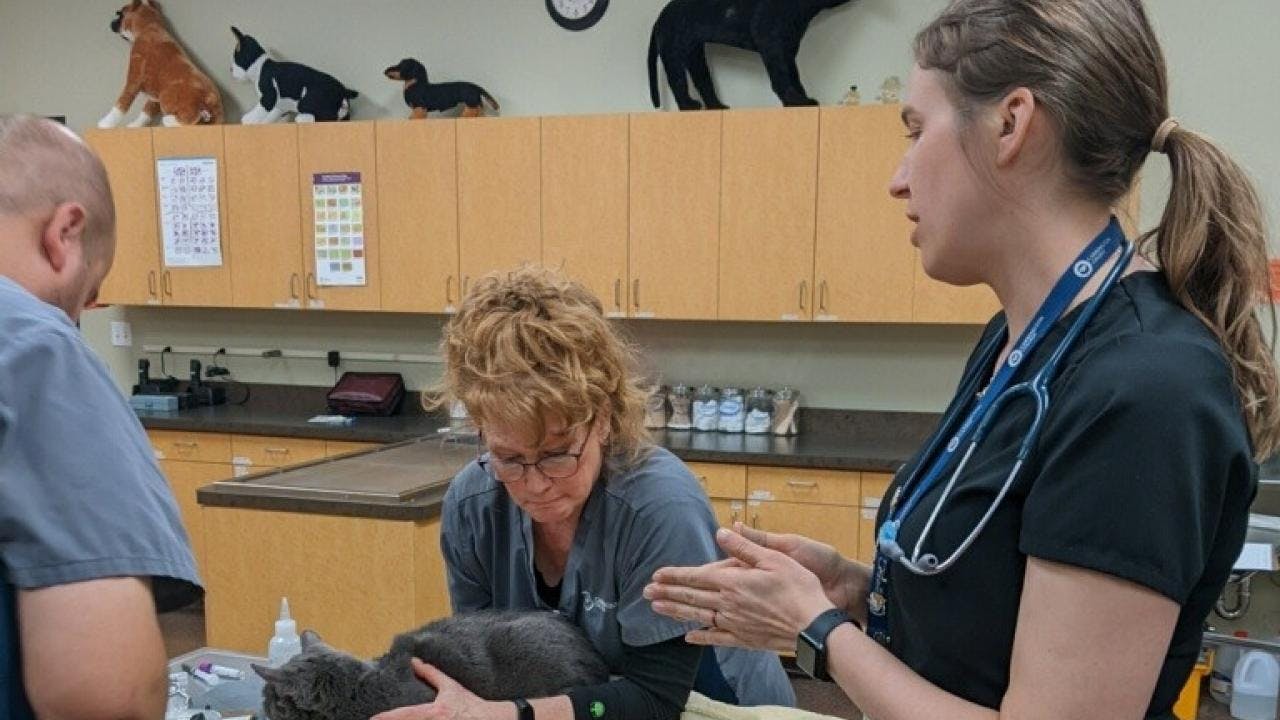 Students and staff with Carrington College’s veterinary technician programs routinely participate in UC Davis continuing education programs. Here, they examine a cat as part of their training program at Carrington. Image provided by UC Davis School of Veterinary Medicine. 