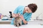 Vet Technicians Can Play Vital Role In Improving Pain Control