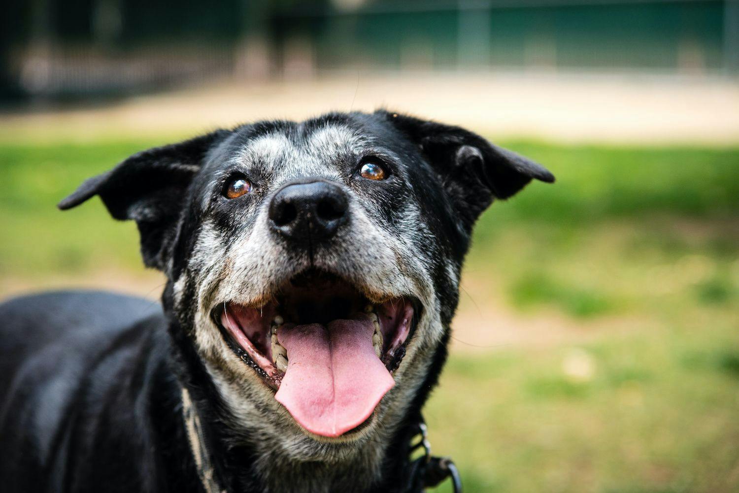 Canine Osteosarcoma: Teaching an Old Dog New Tricks