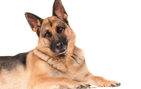 veterinary-dog-big-head-turned-AdobeStock_66035276-450.jpg