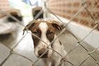 Shelter Dog Adoptions Influenced More by Morphology Than Behavior