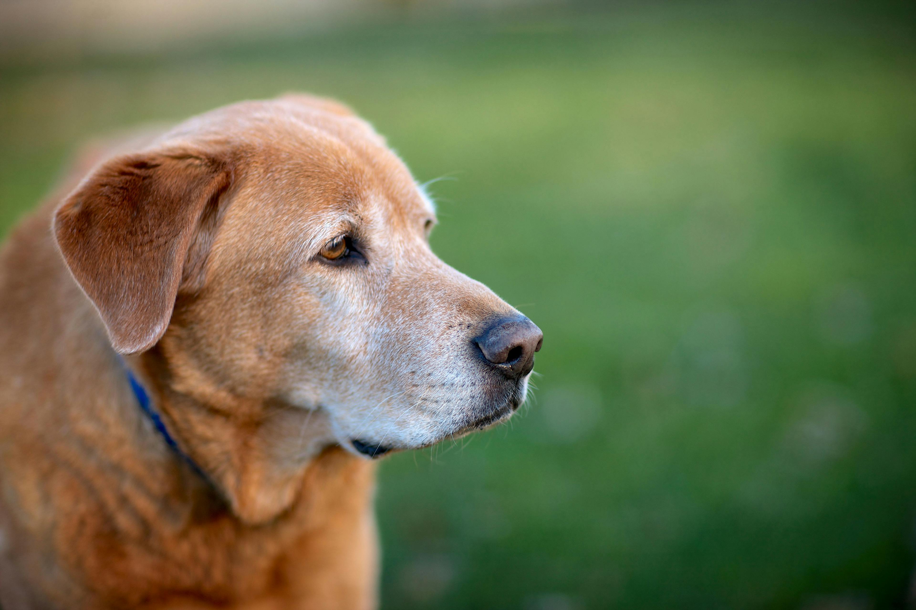 Nonpharmacologic management of canine osteoarthritis: Part 1