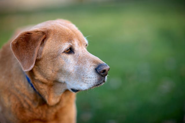 Nonpharmacologic management of canine osteoarthritis: Part 1