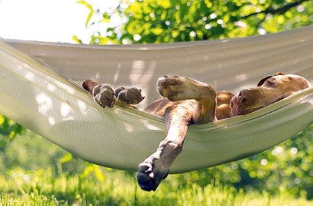dog sleeping in hammock 