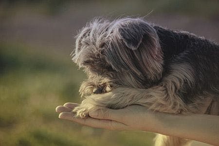 veterinary-sad-small-dog-on-hand-suicide-prevention-AdobeStock_124457479-450.jpeg.jpg