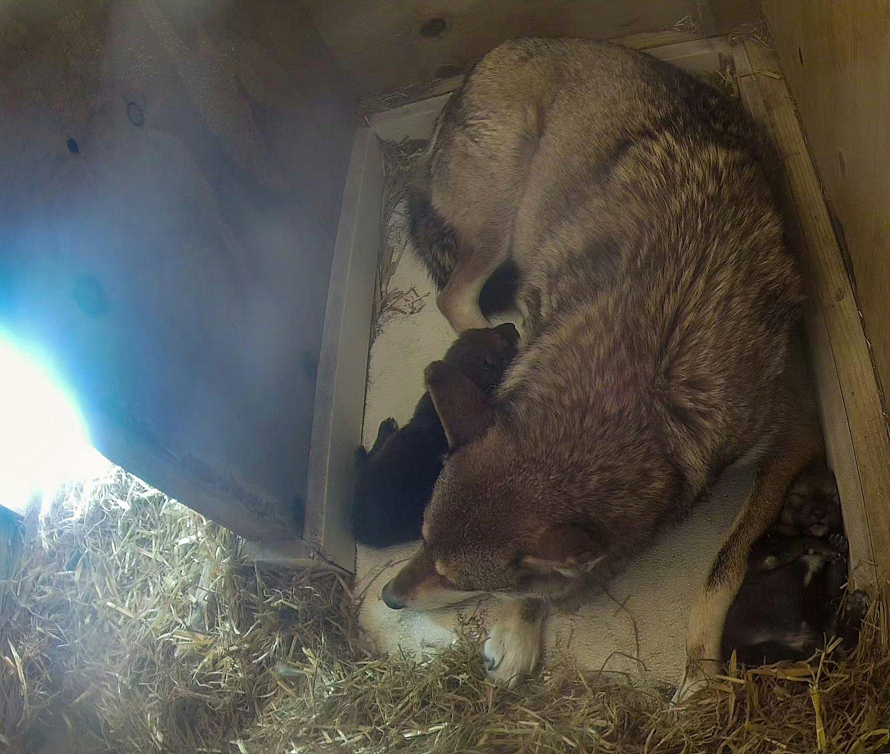 The red wolf pups and their mom, Brave (Photo courtesy of Roger Williams Park Zoo). 
