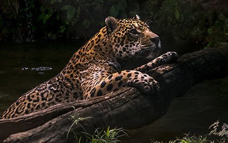 veterinary-jaguar-AdobeStock_162016065-450.jpg