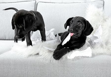 veterinary-puppies-ripping-paper_AdobeStock_126918206-450.jpg