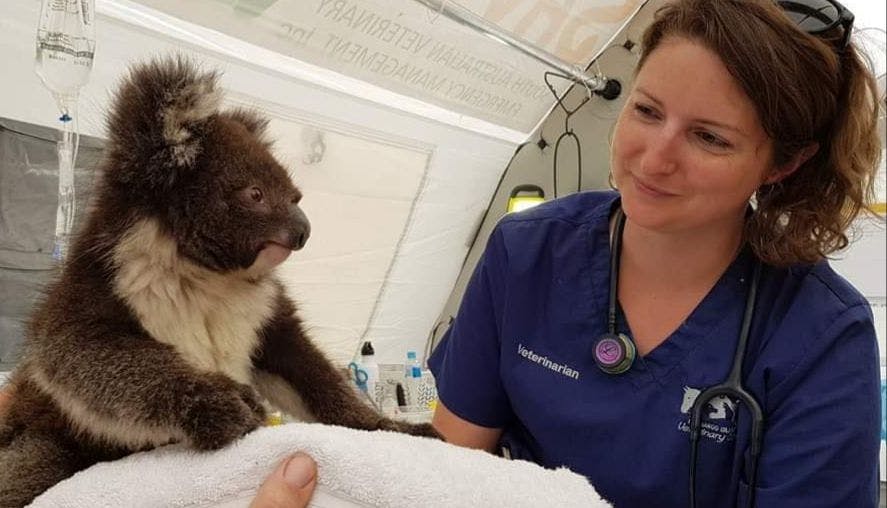 veterinarian talking care of wildlife in Australia