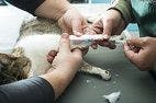 Quality Control in Veterinary Diagnostic Testing
