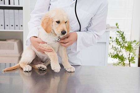veterinary-veterinarian-examining-a-cute-dog-with-a-stethoscope-in-medical-office-shutterstock-256180705-body.jpg