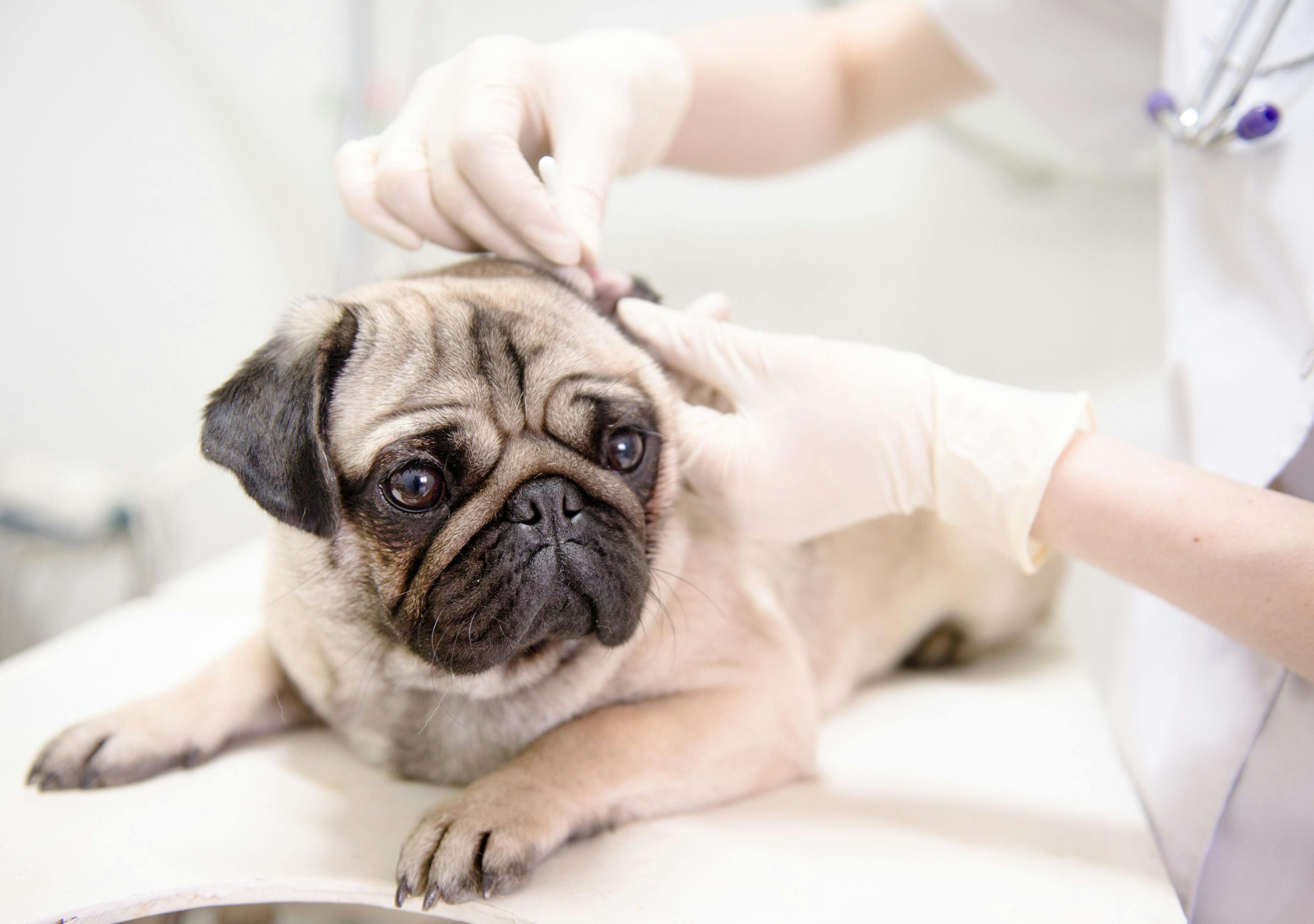 Better medicine, better business: The hospitalized pet