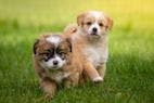 Earlier Play Leads to More Confident Puppies