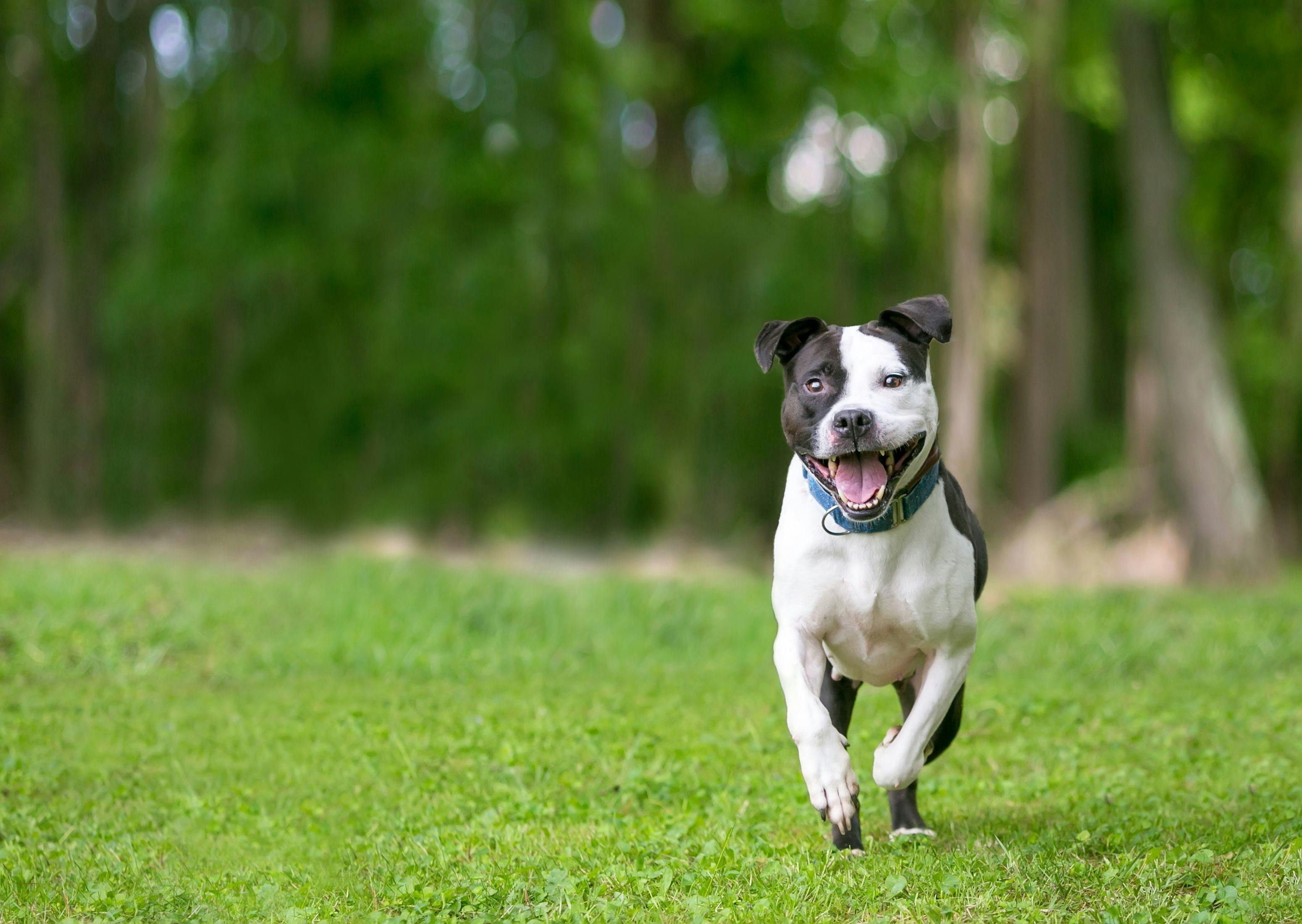 Embark for Veterinarians canine genetic screening test now available 