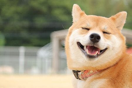 veterinary-shiba-inu-dog-smiling-AdobeStock_41495025-450.jpg