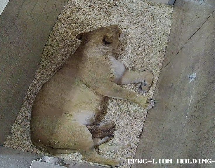 The latest addition to Lincoln Park Zoo comfortably sleeping (Photo courtesy of Lincoln Park Zoo). 