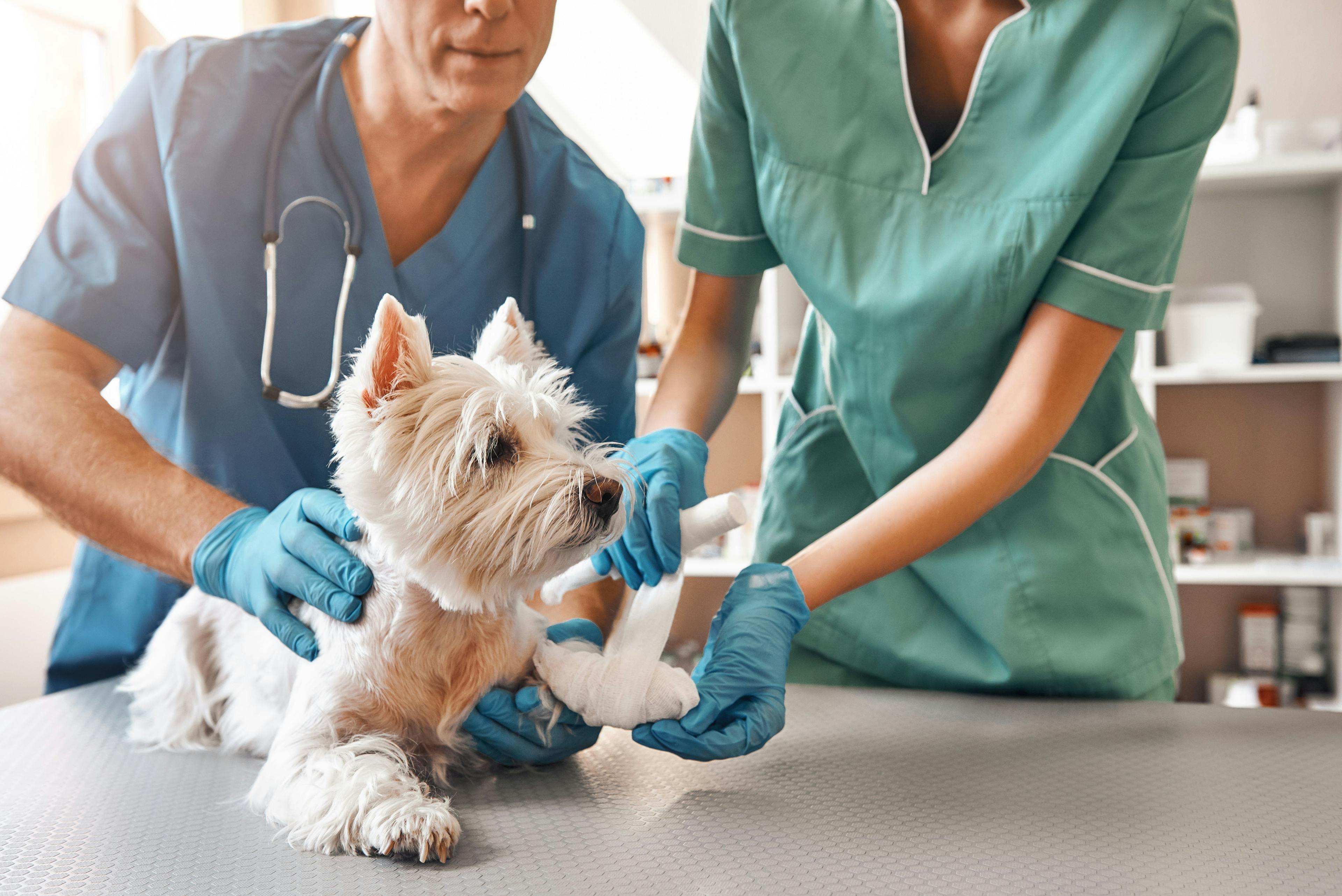 Veterinarians bandage a dog's paw