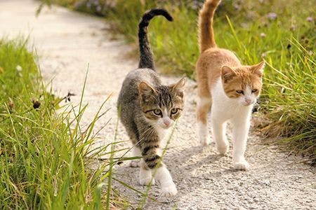 veterinary-cats-walking-outdoor-outside-450px_AdobeStock_38047532.jpg